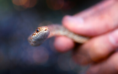 Fototapeta premium Largest snake species in europe. The Caspian whipsnake. Dolichophis caspius