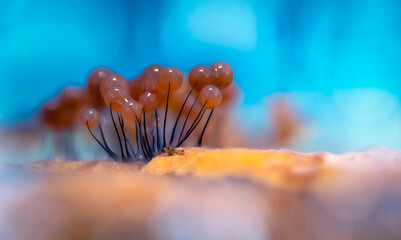 Slime molds. The smallest mushrooms in the world. Mysterious creatures of nature. Nature background. 