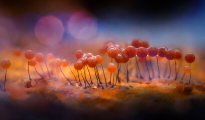 Slime molds. The smallest mushrooms in the world. Mysterious creatures of nature. Nature background.  © Serkan Mutan