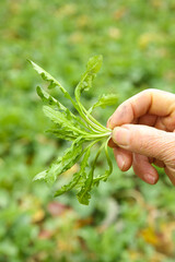 Fresh Harvested Celery Sprout in Hand, Suizhou Garden