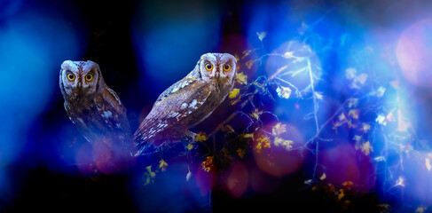 One of the most mysterious and cutest owls in nature. Eurasian Scops Owl. (Otus scops). Nature background.