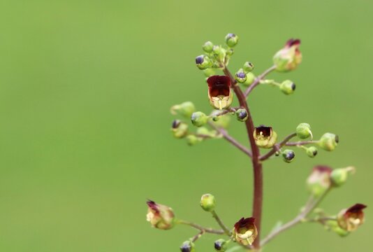 Scrophularia nodosa (figwort) growing in a field