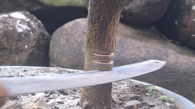 A close-up shot of a person using a manual saw to notch a thick Tamarindus indica trunk for bonsai styling and bending techniques.