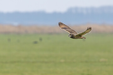 Fototapeta premium The Short-Eared Owl in nature.