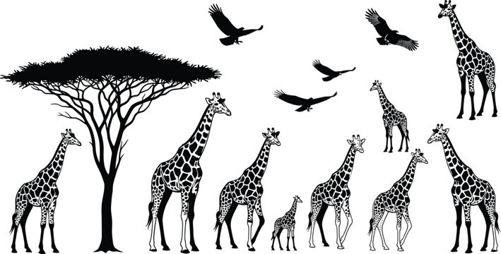 African giraffe wildlife silhouette with acacia tree birds flying, savanna nature illustration, black white safari animal art, vector design background