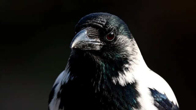 Closeup of crows head with black background.