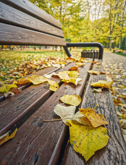 A calm day in the autumn park with yellow leaves rest upon the weathered wooden bench. Fall foliage across the paved path, perfectly capturing the quiet transition of seasons