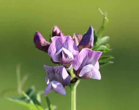 Vicia sepium (bush vetch) blooming in the wild