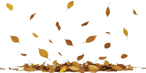 Autumn leaves falling in a gentle cascade onto a pile below, isolated on a white background.