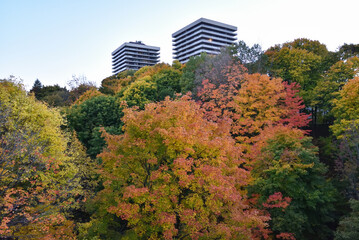 Naklejka premium Trees with Autumn Foliage and Residential Apartment Towers in Toronto, Ontario, Canada