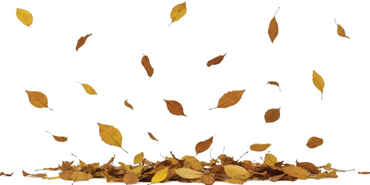 Autumn leaves falling in a gentle cascade onto a pile below, isolated on a white background.