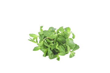Fototapeta premium Fresh Picked Mint Leaves from Yunnan - Edible Herbs