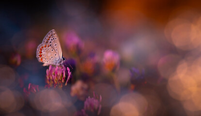 Butterfly. A photo of a butterfly photographed in its natural life. Nature background. 