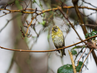 Siskin Perched on a Branch in the Rain