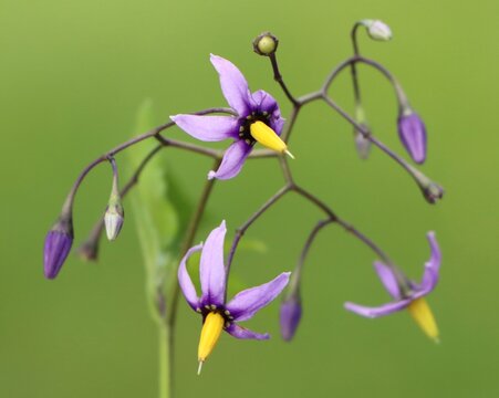 Solanum dulcamara (climbing nightshade) plant