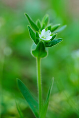 Obraz premium Close-up of white mouse-ear chickweed flower with fuzzy green leaves and stem in spring