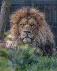 Obraz premium African Lion 