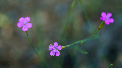 Fototapeta premium Small pink dianthus flowers blooming on green stems with blurred background