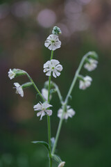White campion silene latifolia wildflowers blooming in nature with blurred background