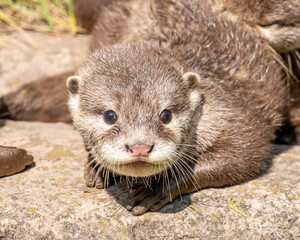 Obraz premium Otter Pup