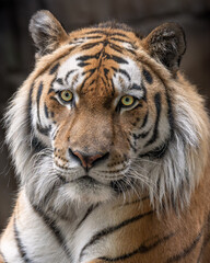 Obraz premium Tiger Portrait