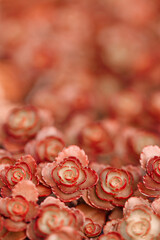 Red succulent evergreen plants close up as natural floral  background. Beautiful nature abstract cactus as minimal monochrome natural textured pattern, scenic view growth Sedum spurium at sunlight.