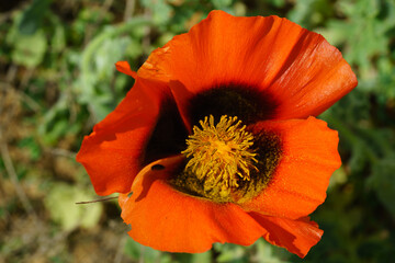 Close up view of a blooming orange poppy flower with yellow stamens in a garden