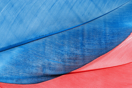 Abstract nature pattern of bird feathers, beautiful natural texture, delicate detail and geometric lines, blue and pink guava color feather closeup. Macro photo of plumage with gradient color, banner.