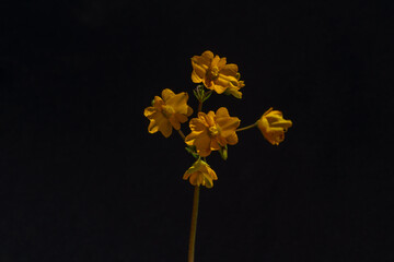 Close up of small yellow wildflowers blooming isolated on a solid black background