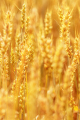 Wheat ears in field close up at sunlight, crops nature background. Golden yellow ripe wheat, rich harvest in agricultural field. Beautiful Rural Scenery at sunset. Soft focus photography, rural scene