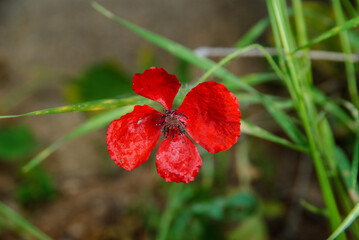 Close up of a bright red poppy flower blooming against a blurred green nature background