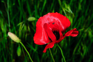 Close up of vibrant red poppy flower blooming in green field with insect on petal