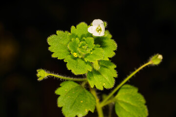 Macro shot of tiny white speedwell flower with fuzzy green leaves isolated on black