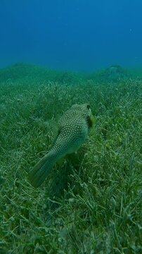 Vertical footage, Back view, following the Pufferfish swimming above seagrass meadow in sunbeams, Slow motion of Broadbarred Toadfish or White-spotted puffer, Arothron hispidus