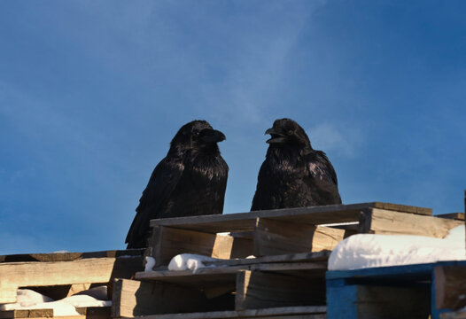 Close up of a mating pair of Ravens perched on wooden snow covered agriculture palets