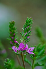 Macro close-up of vibrant purple wildflower spikes blooming against a blurred green background