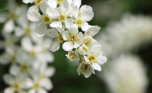 Flowering branch of bird cherry (Prunus padus)