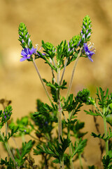Close up of blooming blue Veronica speedwell wildflower against blurred yellow background