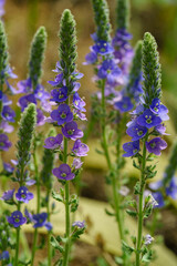 Close up of blooming spiked speedwell flowers in a summer garden with soft background