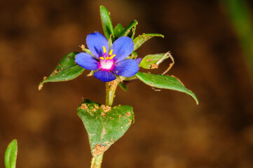 Close up macro of blue pimpernel flower blooming in garden with blurred brown background