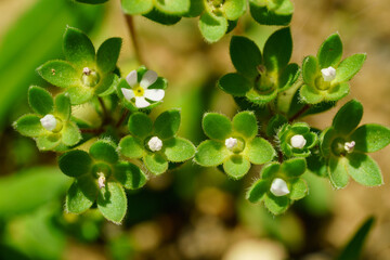 Macro view of tiny green wildflowers with star shaped calyxes and white petals in nature