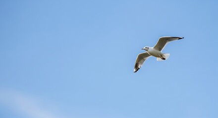 Obraz premium Flying White Seagull in Blue Sky