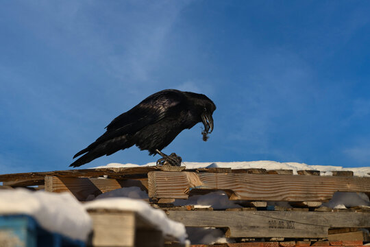 Close up of a Raven eating while perched on wooden snow covered agriculture palets