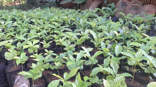 Detailed perspective of many young coffee plants in black bags, showing the density of a seedling nursery.