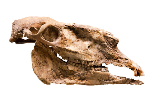 Hipparion's skull (Latin. Hipparionhippidiodus)  isolated on a white background. Paleontology Middle Pliocene fossil animals of the ancient world.