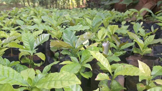 Healthy coffee seedlings in a nursery area, ready to be moved to a larger coffee plantation field.