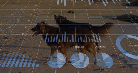 Obraz premium Walking two long-haired dogs moving left-to-right on sandy shore, showing grid and blue line charts