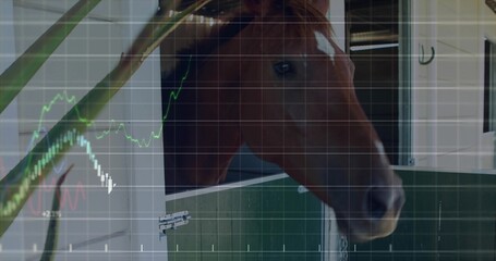 Obraz premium Poking brown horse head leaning out over stable door, showing latch, blinds, frond, chart overlay