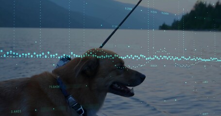 Panting brown dog wearing blue patterned collar standing at lake edge, dark leash and cyan overlay