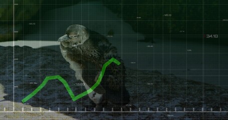 Fototapeta premium Standing lone penguin tilting head on rocky pebble shoreline, with HUD grid and green graph